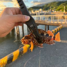 ガシラ