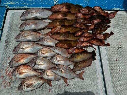 マダイの釣果