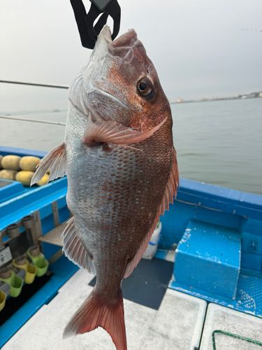 マダイの釣果