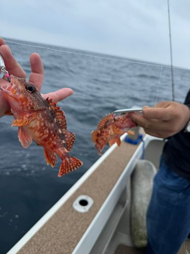 カサゴの釣果