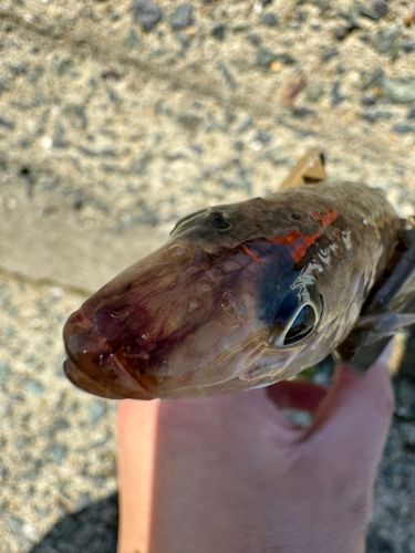 エソの釣果