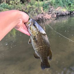 スモールマウスバス