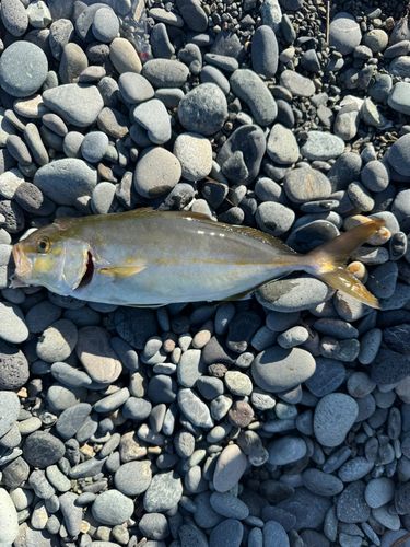 ショゴの釣果
