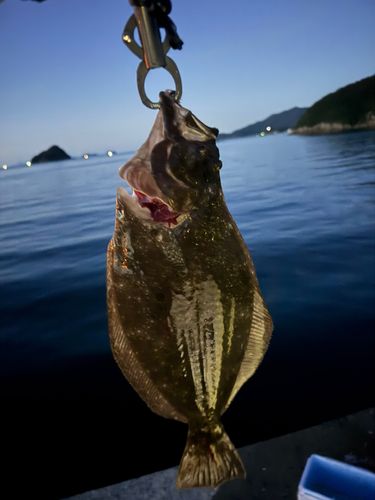 ヒラメの釣果