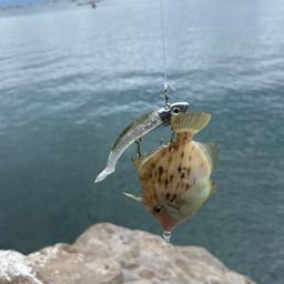 カワハギ