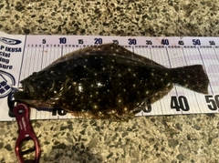 ヒラメの釣果