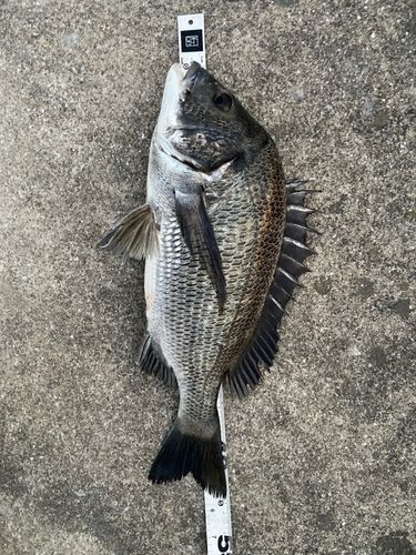 クロダイの釣果