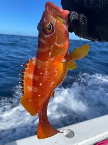アカハタの釣果