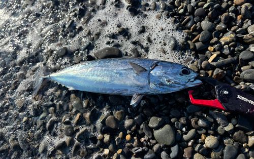 マルソウダの釣果