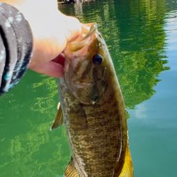 スモールマウスバス