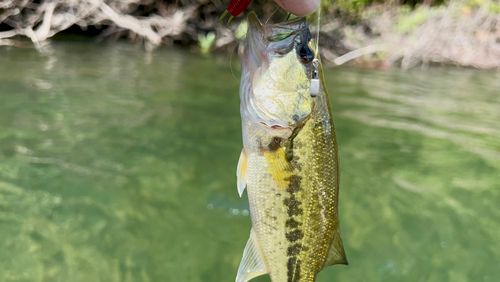 ラージマウスバスの釣果