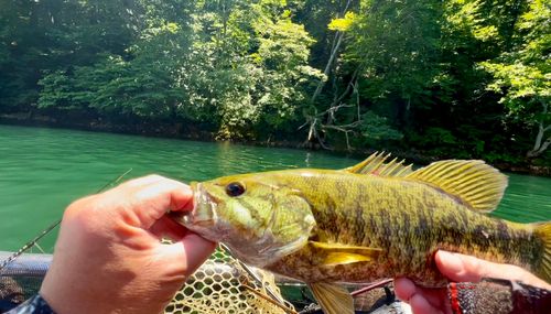 スモールマウスバスの釣果