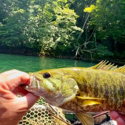 スモールマウスバス