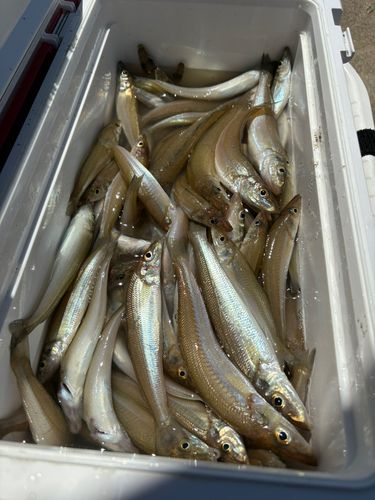キスの釣果