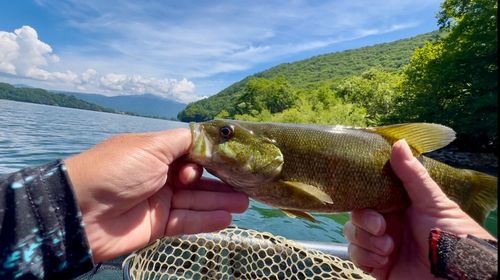 スモールマウスバスの釣果