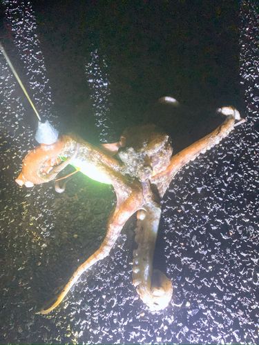 タコの釣果