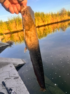 ニホンナマズの釣果