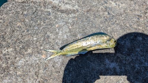 シイラの釣果