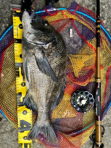 クロダイの釣果