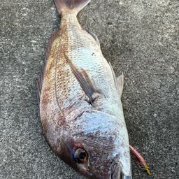 タイ