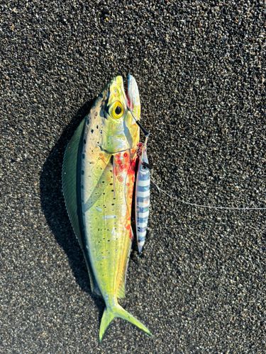 シイラの釣果