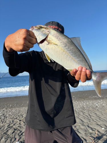 ショゴの釣果