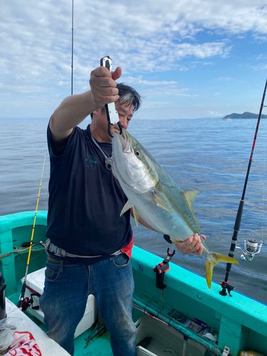 ブリの釣果