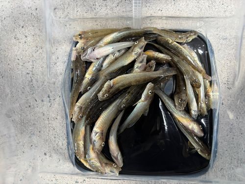 マハゼの釣果