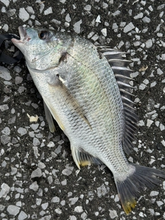 キビレの釣果