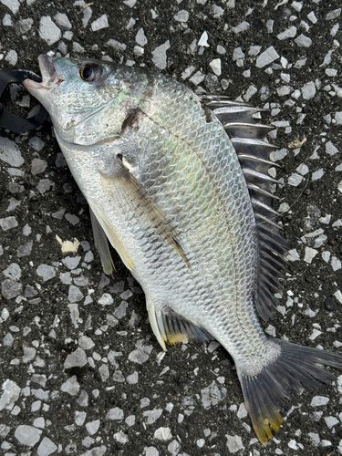 キビレの釣果