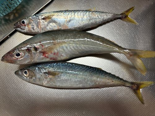 マルアジの釣果