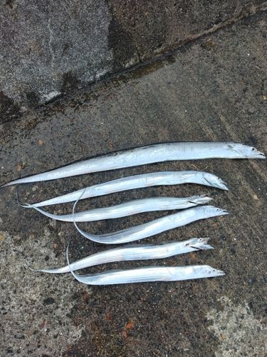 タチウオの釣果