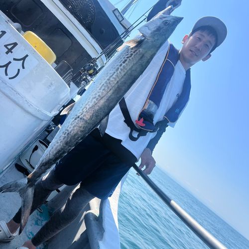 サワラの釣果