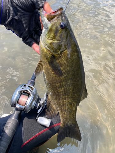 スモールマウスバスの釣果