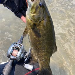 スモールマウスバス