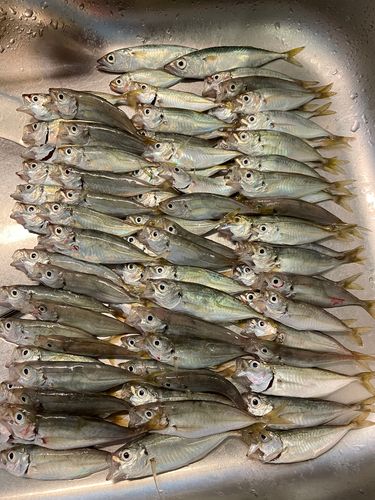 アジの釣果