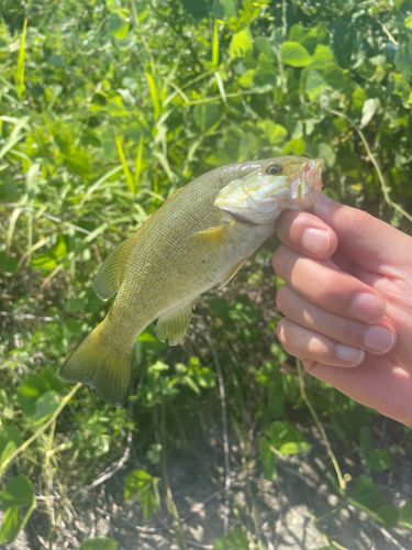 スモールマウスバス