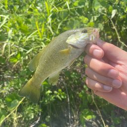 スモールマウスバス