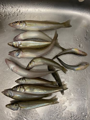 キスの釣果