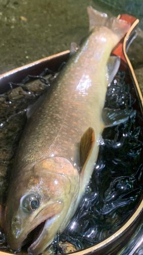 ニッコウイワナの釣果
