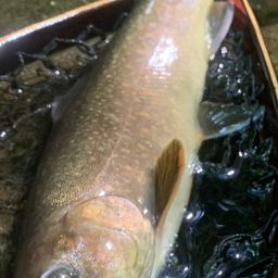 ニッコウイワナ
