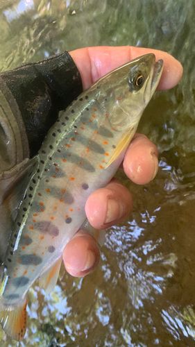 アマゴの釣果