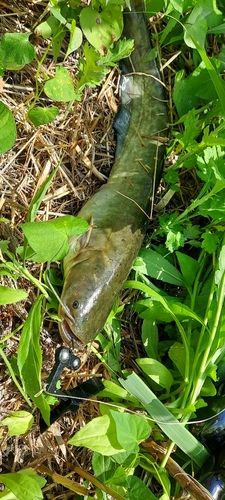 ナマズの釣果
