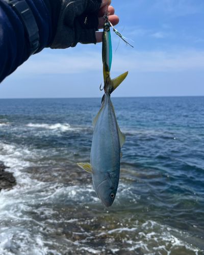 ツバスの釣果