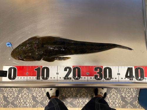マゴチの釣果