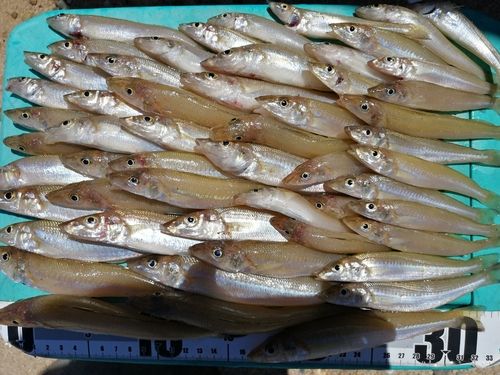 シロギスの釣果