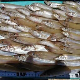 シロギス