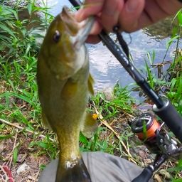 スモールマウスバス