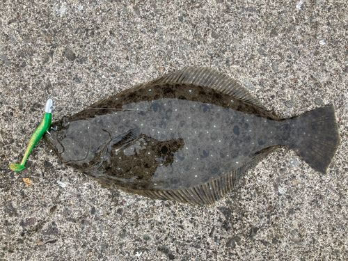 ヒラメの釣果
