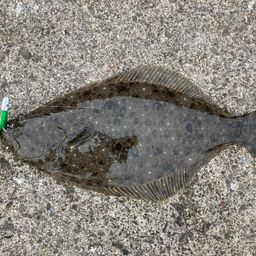 ヒラメ